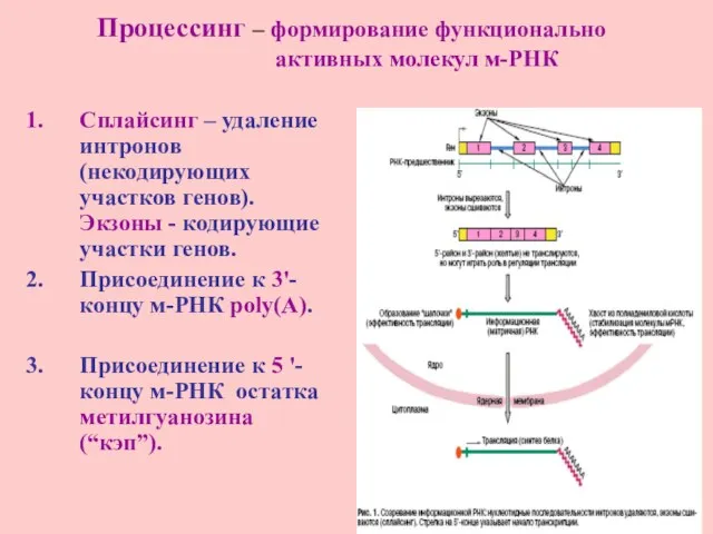 Процессинг – формирование функционально активных молекул м-РНК Сплайсинг – удаление интронов (некодирующих