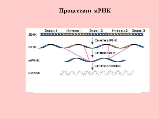 Процессинг мРНК