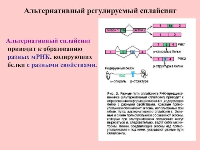 Альтернативный регулируемый сплайсинг Альтернативный сплайсинг приводит к образованию разных мРНК, кодирующих белки с разными свойствами.
