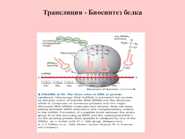 Трансляция - Биосинтез белка