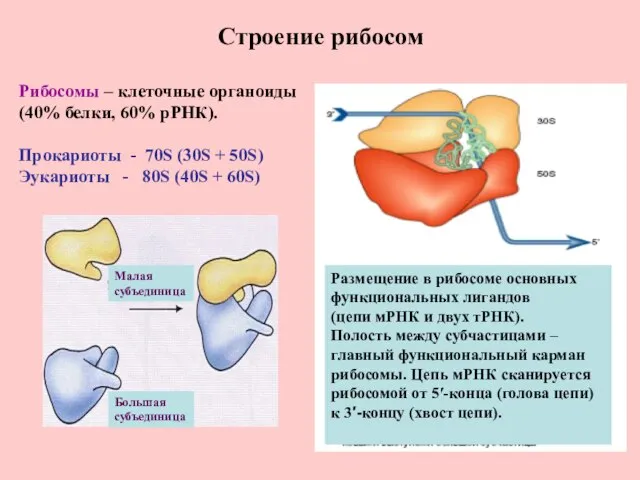 Строение рибосом Малая субъединица Большая субъединица Размещение в рибосоме основных функциональных лигандов