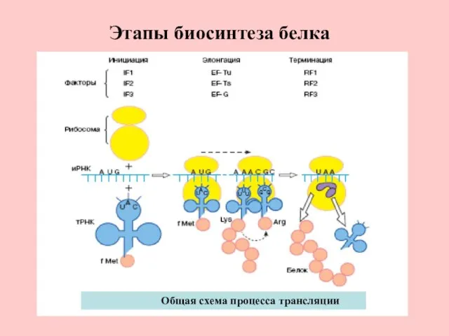 Этапы биосинтеза белка Общая схема процесса трансляции