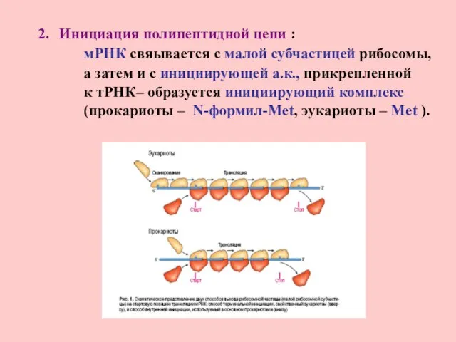 Инициация полипептидной цепи : мРНК свяывается с малой субчастицей рибосомы, а затем