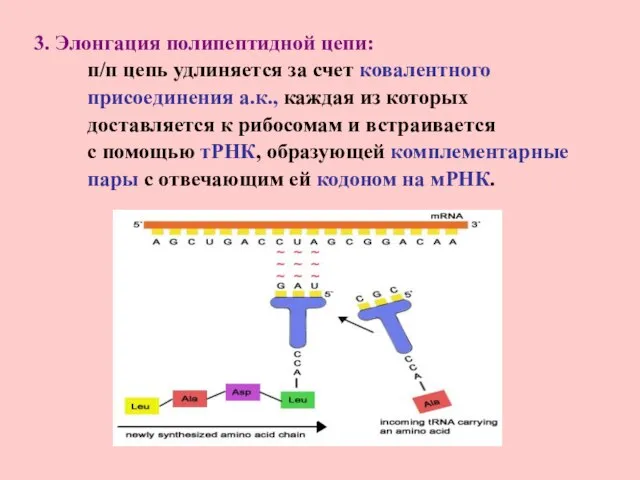 3. Элонгация полипептидной цепи: п/п цепь удлиняется за счет ковалентного присоединения а.к.,