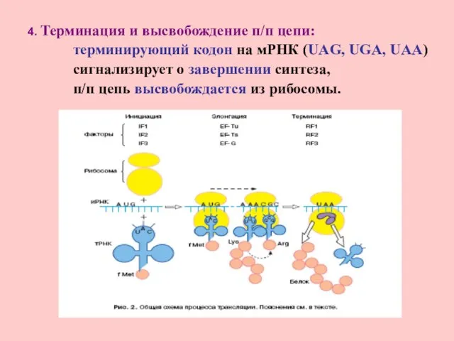 4. Терминация и высвобождение п/п цепи: терминирующий кодон на мРНК (UAG, UGA,