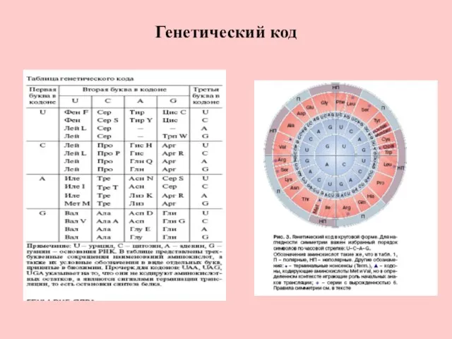 Генетический код