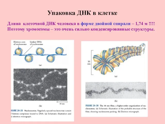 Упаковка ДНК в клетке Длина клеточной ДНК человека в форме двойной спирали