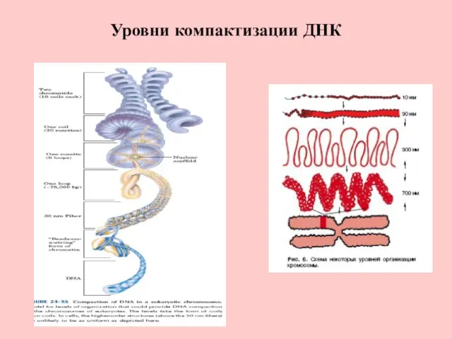 Уровни компактизации ДНК