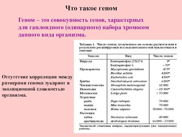 Что такое геном Отсутствие корреляции между размерами генома эукариот и эволюционной сложностью