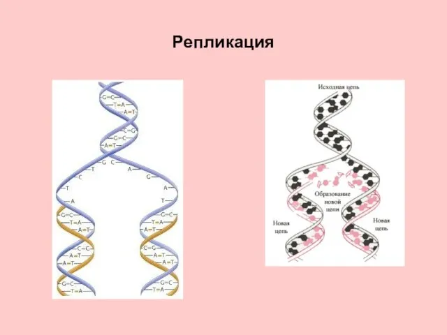 Репликация