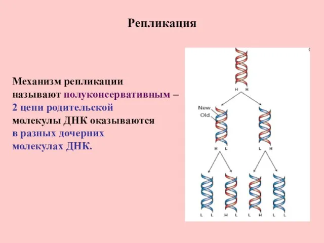 Репликация Механизм репликации называют полуконсервативным – 2 цепи родительской молекулы ДНК оказываются