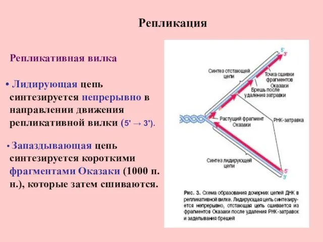 Репликация Репликативная вилка Лидирующая цепь синтезируется непрерывно в направлении движения репликативной вилки