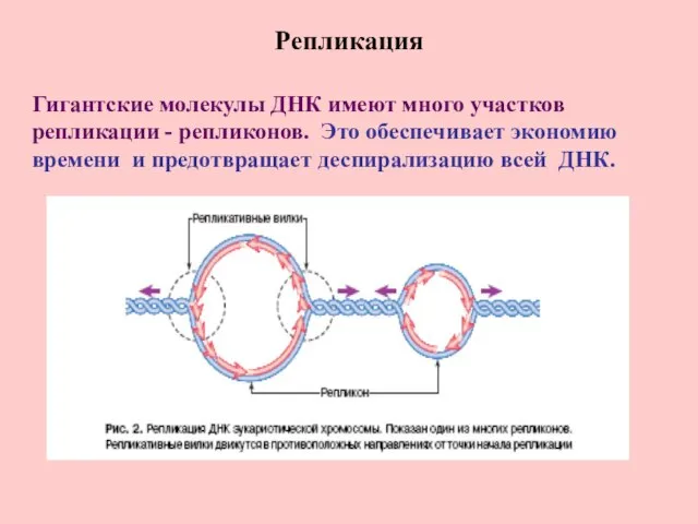 Репликация Гигантские молекулы ДНК имеют много участков репликации - репликонов. Это обеспечивает