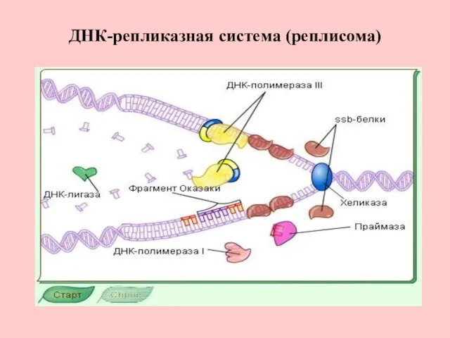 ДНК-репликазная система (реплисома)