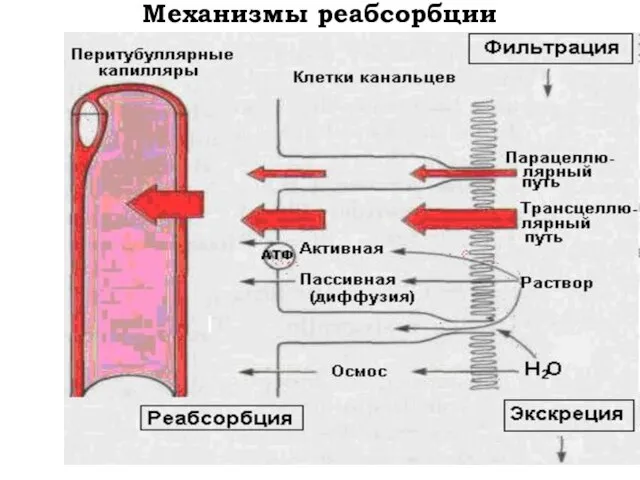 Механизмы реабсорбции