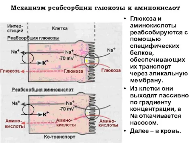 Механизм реабсорбции глюкозы и аминокислот Глюкоза и аминокислоты реабсобируются с помощью специфических