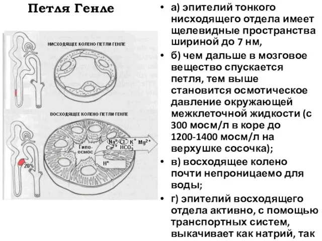 Петля Генле а) эпителий тонкого нисходящего отдела имеет щелевидные пространства шириной до