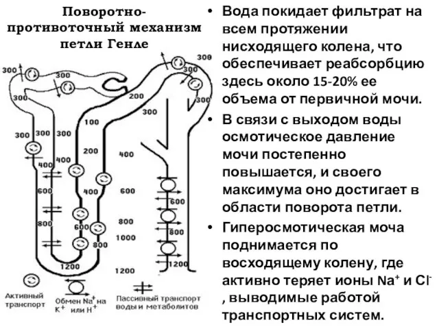 Поворотно-противоточный механизм петли Генле Вода покидает фильтрат на всем протяжении нисходящего колена,