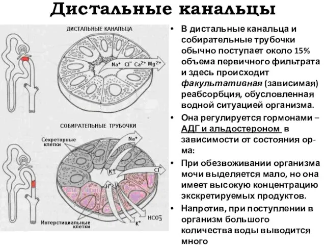 Дистальные канальцы В дистальные канальца и собирательные трубочки обычно поступает около 15%