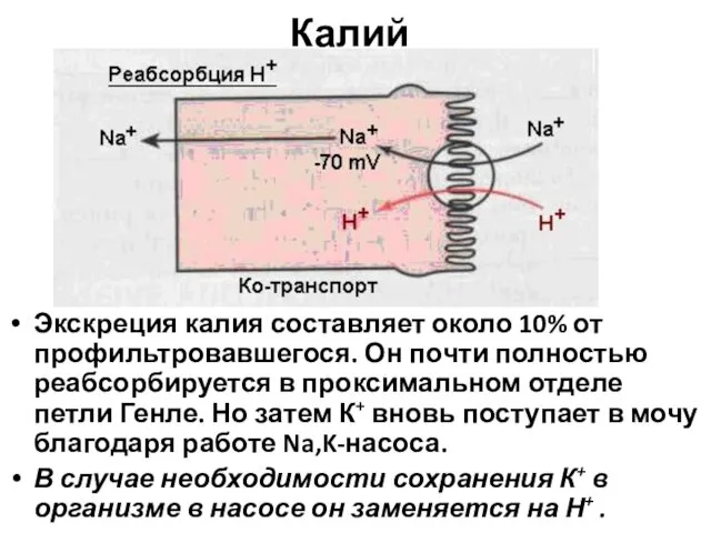 Калий Экскреция калия составляет около 10% от профильтровавшегося. Он почти полностью реабсорбируется