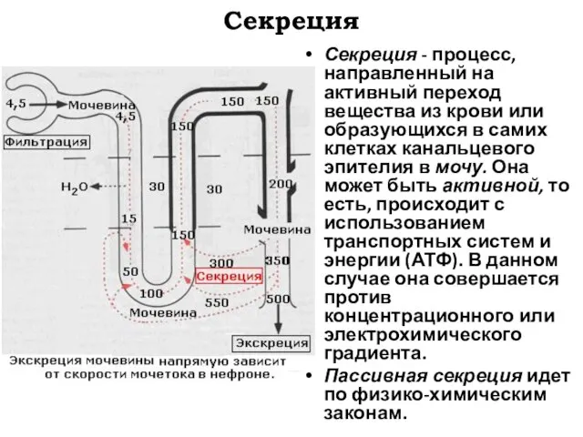 Секреция Секреция - процесс, направленный на активный переход вещества из крови или