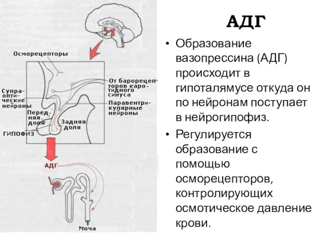 АДГ Образование вазопрессина (АДГ) происходит в гипоталямусе откуда он по нейронам поступает