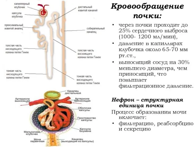 Кровообращение почки: через почки проходит до 25% сердечного выброса (1000- 1200 мл/мин),