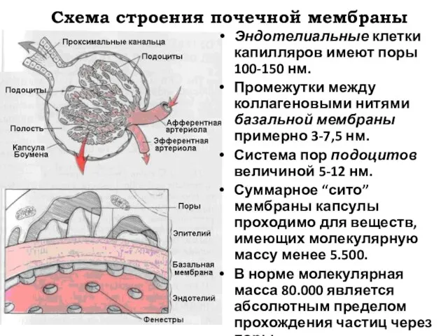 Схема строения почечной мембраны Эндотелиальные клетки капилляров имеют поры 100-150 нм. Промежутки