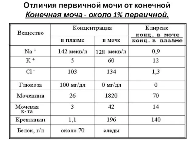 Отличия первичной мочи от конечной Конечная моча - около 1% первичной.