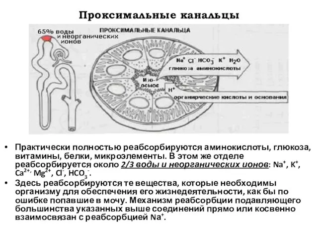 Проксимальные канальцы Практически полностью реабсорбируются аминокислоты, глюкоза, витамины, белки, микроэлементы. В этом