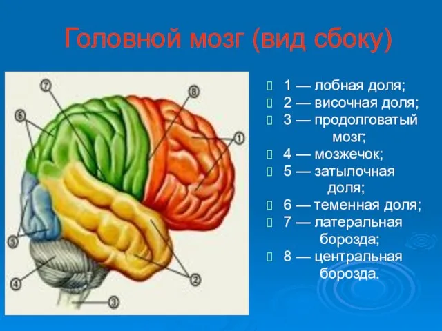 Головной мозг (вид сбоку) 1 — лобная доля; 2 — височная доля;