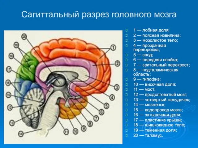 Сагиттальный разрез головного мозга 1 — лобная доля; 2 — поясная извилина;