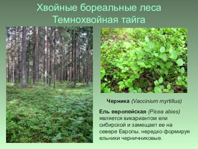 Хвойные бореальные леса Темнохвойная тайга Ель европейская (Picea abies) является викариантом ели