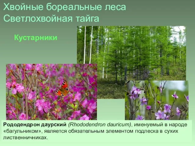 Хвойные бореальные леса Светлохвойная тайга Рододендрон даурский (Rhododendron dauricum), именуемый в народе