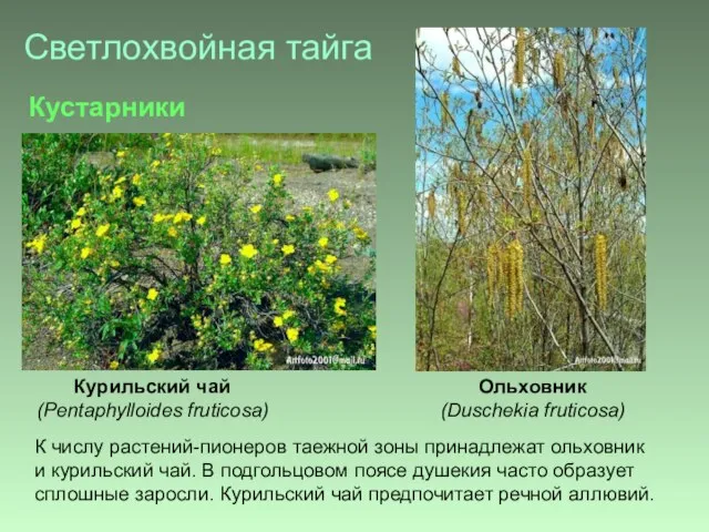 Светлохвойная тайга К числу растений-пионеров таежной зоны принадлежат ольховник и курильский чай.