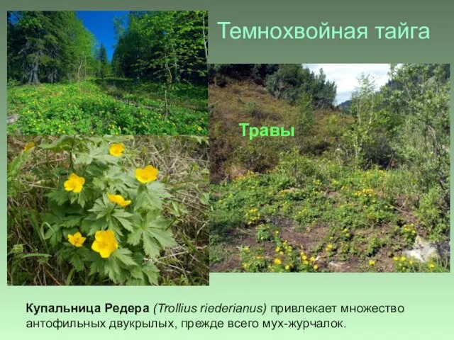 Темнохвойная тайга Купальница Редера (Trollius riederianus) привлекает множество антофильных двукрылых, прежде всего мух-журчалок. Травы