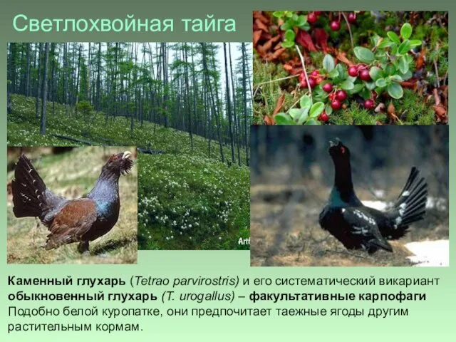 Светлохвойная тайга Каменный глухарь (Tetrao parvirostris) и его систематический викариант обыкновенный глухарь