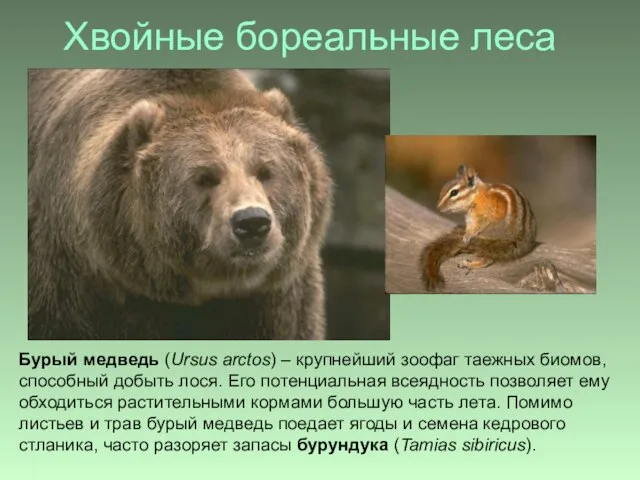 Хвойные бореальные леса Бурый медведь (Ursus arctos) – крупнейший зоофаг таежных биомов,