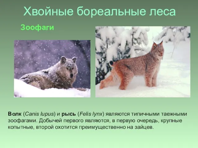 Хвойные бореальные леса Волк (Canis lupus) и рысь (Felis lynx) являются типичными