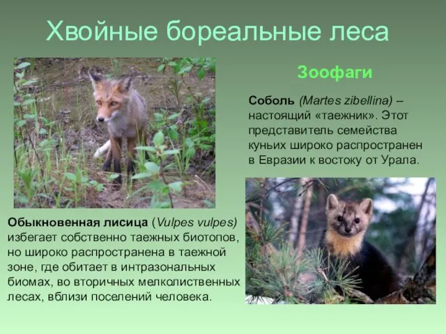 Хвойные бореальные леса Обыкновенная лисица (Vulpes vulpes) избегает собственно таежных биотопов, но