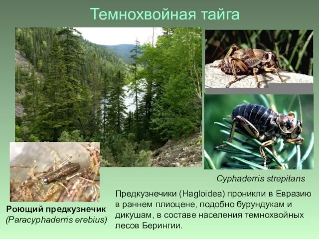 Темнохвойная тайга Роющий предкузнечик (Paracyphaderris erebius) Предкузнечики (Hagloidea) проникли в Евразию в