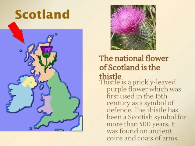 Thistle is a prickly-leaved purple flower which was first used in the