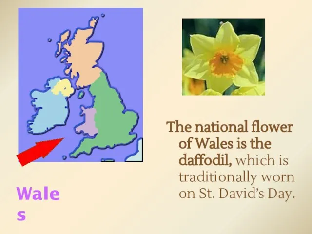 The national flower of Wales is the daffodil, which is traditionally worn