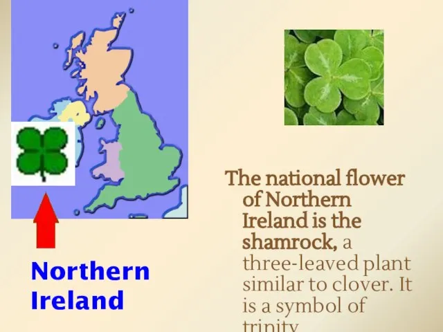 The national flower of Northern Ireland is the shamrock, a three-leaved plant