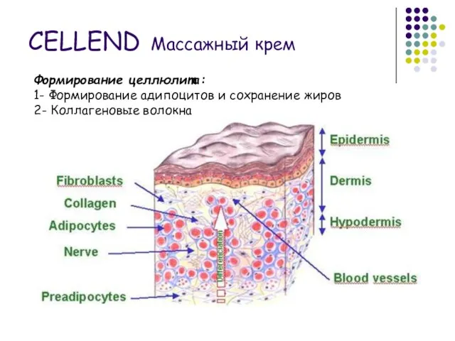 Формирование целлюлита: 1- Формирование адипоцитов и сохранение жиров 2- Коллагеновые волокна CELLEND Массажный крем
