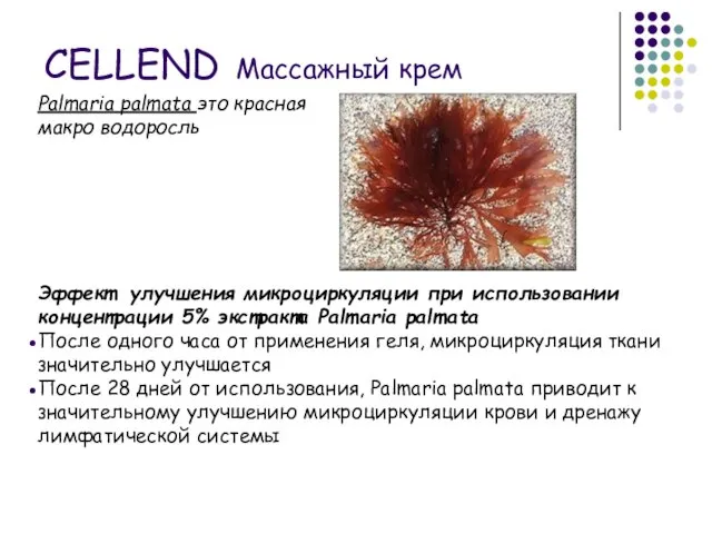 Palmaria palmata это красная макро водоросль Эффект улучшения микроциркуляции при использовании концентрации