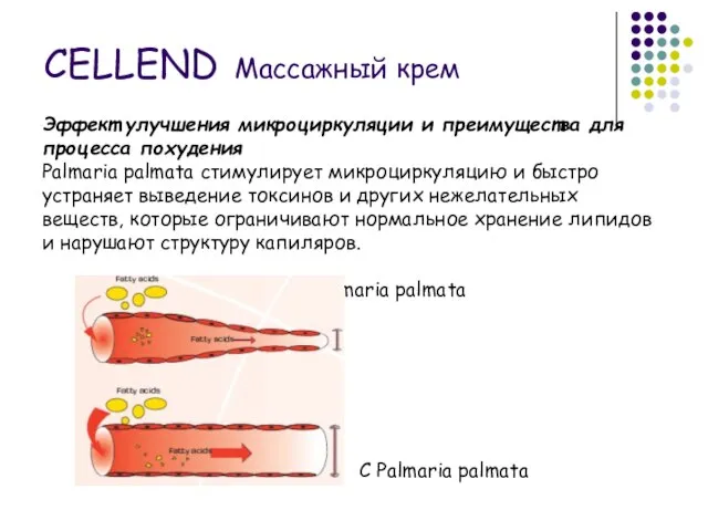 Эффект улучшения микроциркуляции и преимущества для процесса похудения Palmaria palmata стимулирует микроциркуляцию