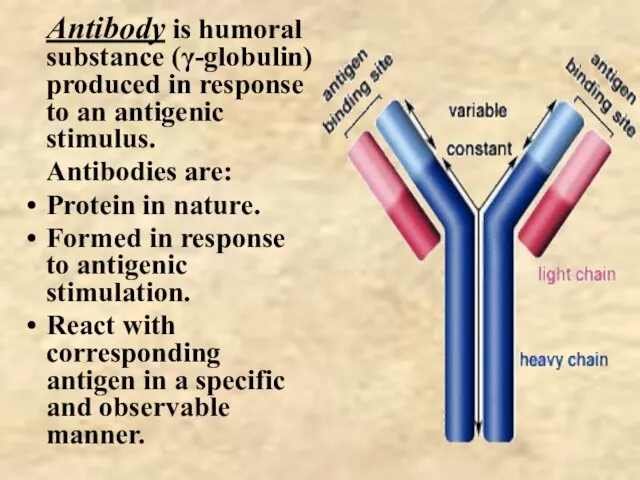 Antibody is humoral substance (γ-globulin) produced in response to an antigenic stimulus.