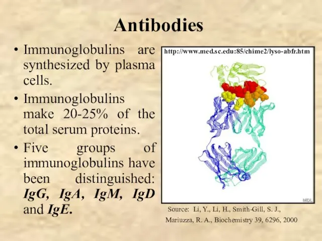 Antibodies Immunoglobulins are synthesized by plasma cells. Immunoglobulins make 20-25% of the