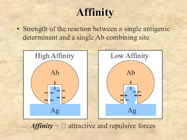 Affinity =  attractive and repulsive forces Affinity Strength of the reaction